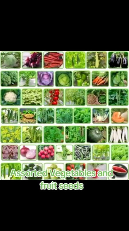 Vegetable Condor Seeds Kamatis Pechay Talong Ampalaya Sibuyas Okra Sili#vegetablecondorseeds