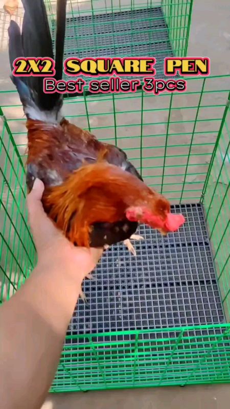 bantam pen #buynow #MasMuraSaShopee #FreeCoinsInShopeeVideo #viral #trending