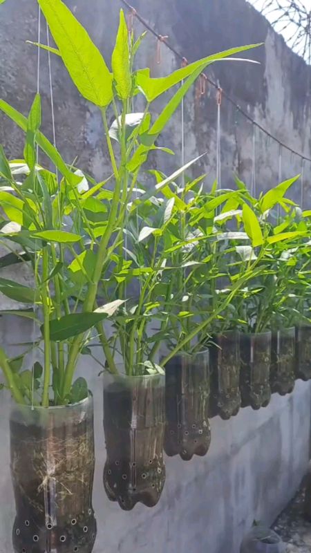 #kangkong#gardeningtips#foryou #shopeesale #fyi#trending #affordablesashopee #masmurasashopee
