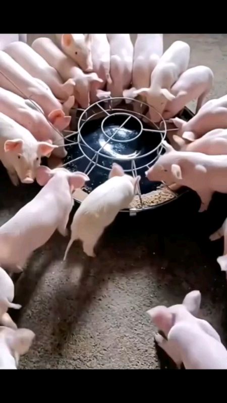 Round stainless Steel piglet feeder #feeder