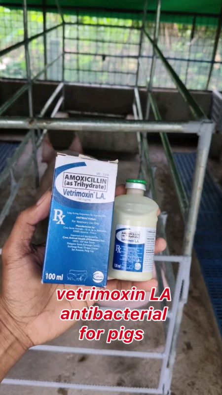 vetrimoxin LA antibacterial 100ml for livestock #baboyan #piggery #vetrimoxin #vetrimoxinLA #piggeryfarm #piggeryessentials #farmessentials #farmuse