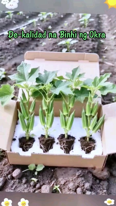 Okra seed #masmurasashopee #freecoinsashopee