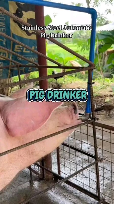 Pig Drinker #Hog #Farrowing #Piggery #NippleDrinker #HogRaising #FreeCoinsInShopeeVideo #Fyp #trend #PigFarm #MasMuraSaShopee #HugotSaShopee #trend