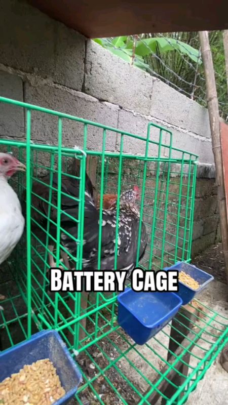 Battery Cage Paitlogan ng manok#MasMuraDito #GoodQuality #trending #Viral #Foryou