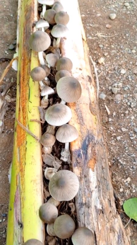 MUSHROOM SEED/PUNLA #mushroom #mushroomseeds #seeds #kabuteseeds #Kabute #kabutengsaging #kabutepunla #punla #tanim