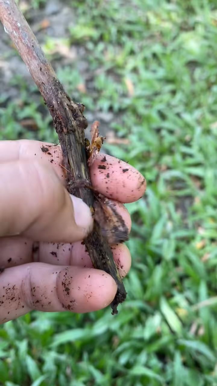 Siguradong dadami ang ugat at mabubuhay ang iyung itatanim na cuttings.
#rooting #rootinghormonepowder #boostrootgrowth #rootgrowth #cutting